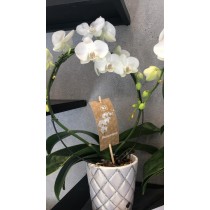 Orchidées en Arc