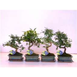 Bonsai with deformed trunk with underplate