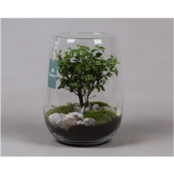 Bonsai in a glass pot diam 27cm