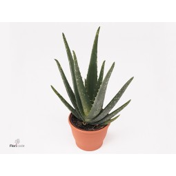 Aloe Evera 45cm