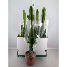 Cactus euphorbia ingens 100cm