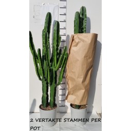 Cactus Euphorbia Ingens_165cm