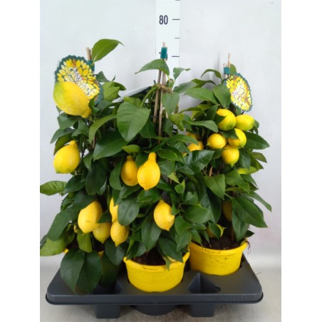 Citrus lemon 65cm