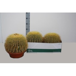 Echinocactus Grusoni 25cm