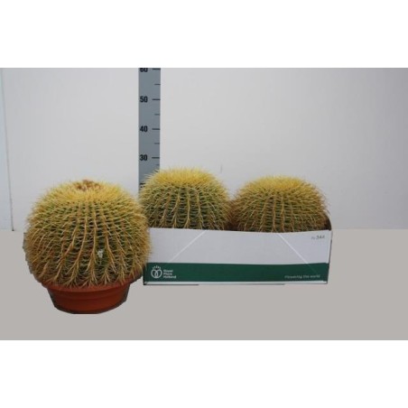 Echinocactus Grusoni 25cm