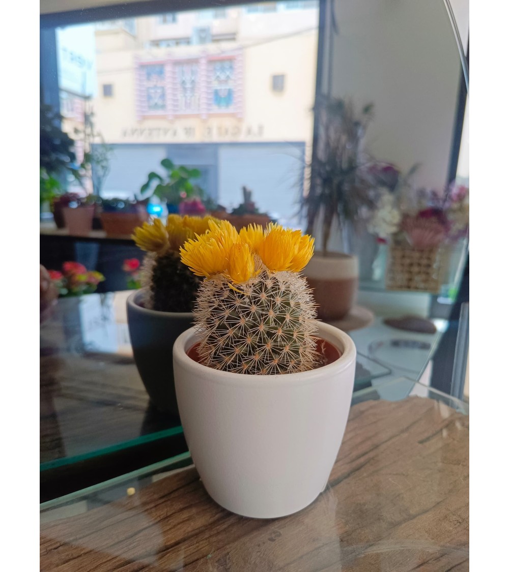 Mini cactus avec cache pot