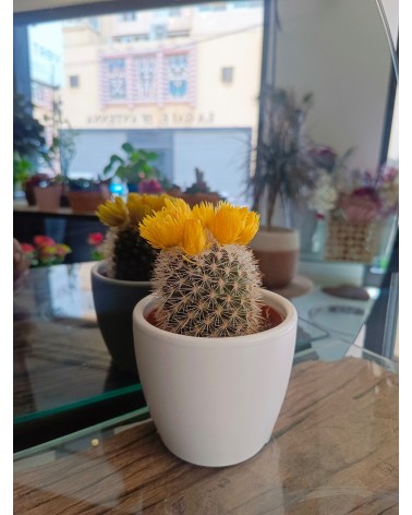 Mini cactus avec cache pot