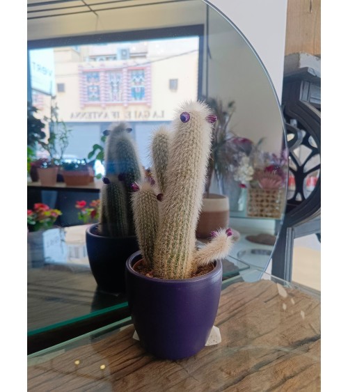 Mini cactus avec cache pot