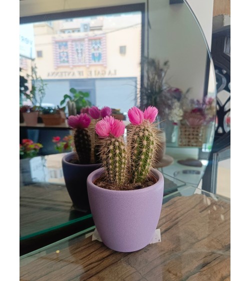 Mini cactus avec cache pot